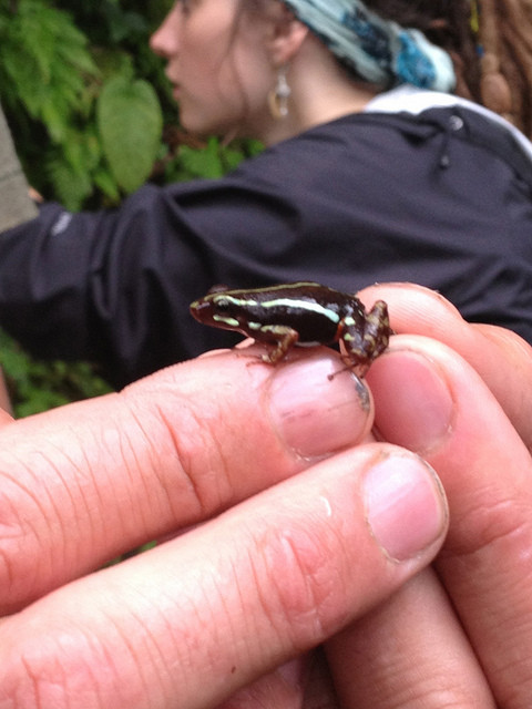 Poison Dart Frog in Jocotoco