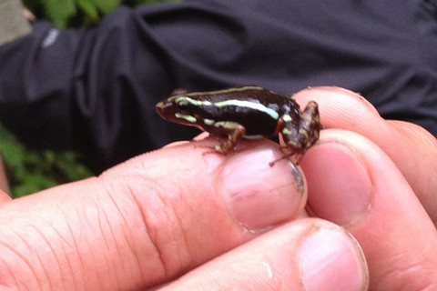 Poison Dart Frog in Jocotoco