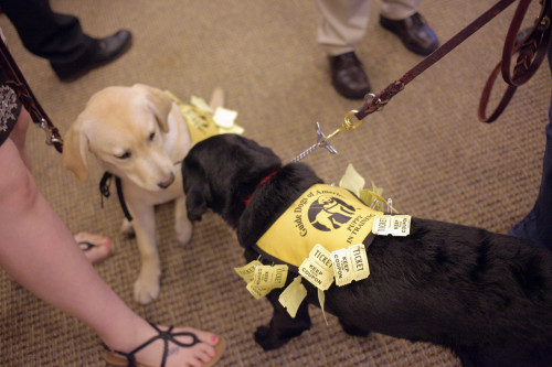Guide dog puppies in training sold raffle tickets at the Reception. Photo by Jackie Ruiz.