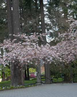 Cherry blossoms on campus