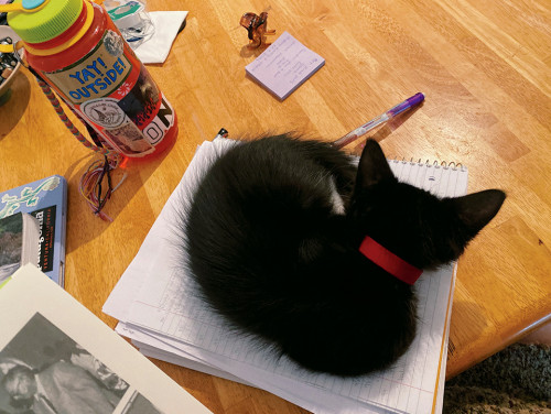 Stats Cat Takes a Homework Break by Sarah Lind-MacMillan BA '22