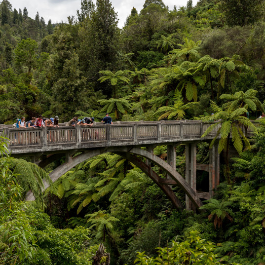 Students standing on a bridge surrounded by tall green trees.