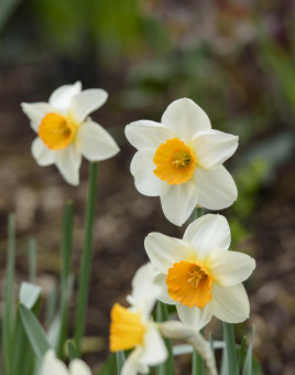 A picture of four daffodil blossoms in a flower bed.