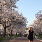 On a sakura walk