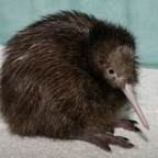 One of New Zealand's quirky and well-adored birds, the kiwi.