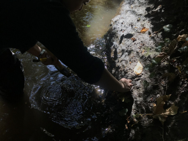 Environmental Geology students use natural exposures created by streams to assess the bedrock com...