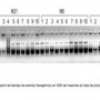 This image is from Dr. Gutiérrez's report on the presence of transgenes.  This is a visual representation of the specific transgenes tha...
