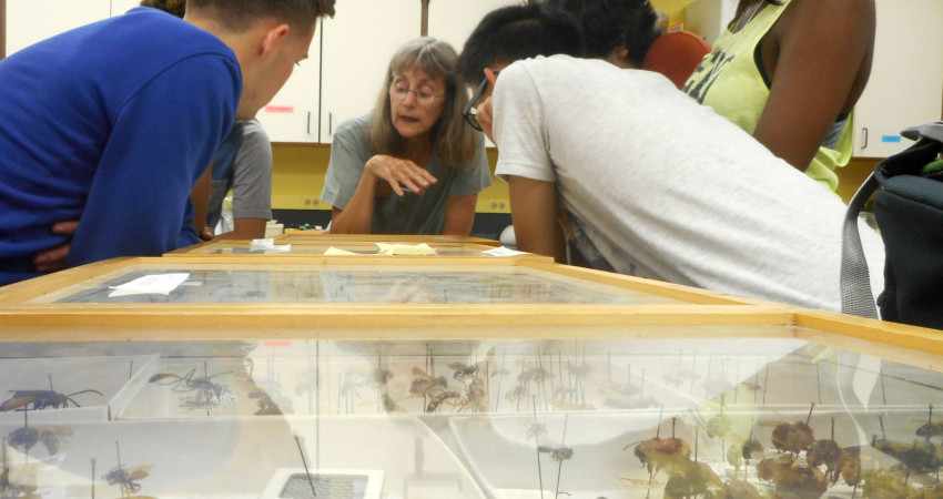 Prof. Bierzychudek helps students identify samples collected in the field.