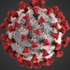 Image of a coronavirus.