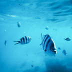 Striped fish swimming in the blue ocean
