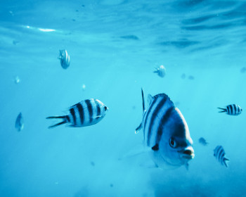 Striped fish swimming in the blue ocean