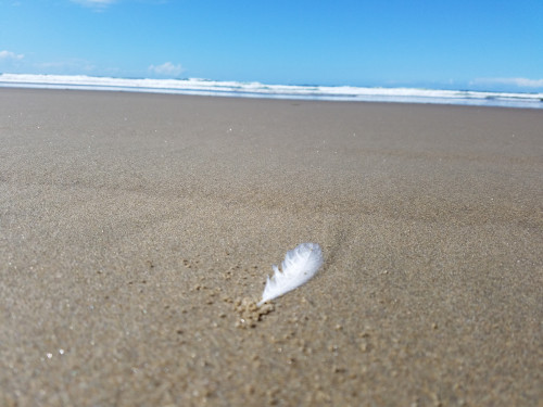 Feather on the beach
